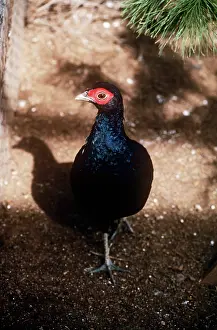 Salvadori's Pheasant - male