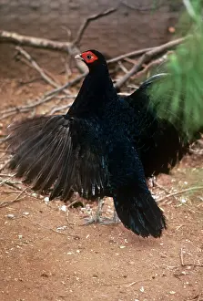 Lophura: Salvadori's Pheasant - male, display