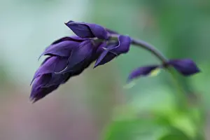 Salvia: Salvia