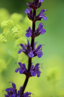 Whorl: Salvia