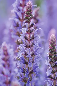 Salvia: Salvia