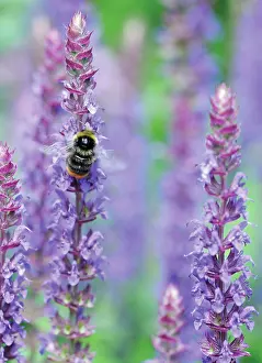 Salvia: Salvia