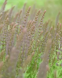 Fragile: Salvia