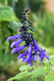 Przewalskii: Salvia przewalskii