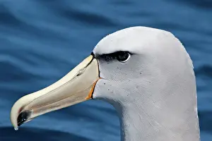Salvin: Salvin's Albatross