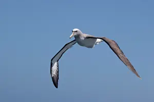 Salvin: Salvin's Albatross - in flight