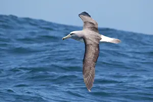 Salvin: Salvin's Albatross - in flight over sea
