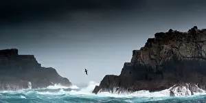 Outcrops: Salvin's Albatross in flight through waves