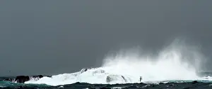 Renato Granieri: Salvin's Albatross in flight through waves