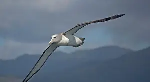 Salvin: Salvin's Albatross / Mollymawk - in flight (formerly