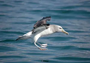 Salvin: Salvin's Albatross / Mollymawk - in flight (formerly