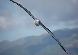 Salvin: Salvin's albatross / Mollymawk - in flight (formerly
