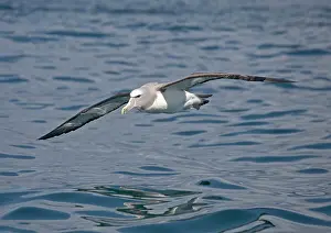 Salvin: Salvin's Albatross / Mollymawk - In flight (formerly