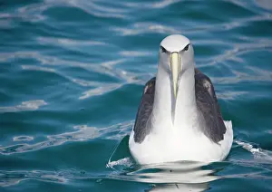 Salvin: Salvin's albatross / Mollymawk - resting, at sea