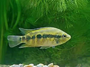 Guatemala: Salvins Cichlid - side view, tropical freshwater