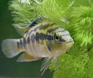 Guatemala: Salvins Cichlid - front view, tropical freshwater