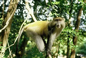Mitis: Samango Monkey