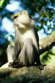 Thoughtful: Samango Monkey