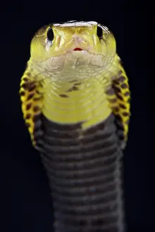 Phillipines: Samar spitting cobra (Naja samarensis), Phillipines