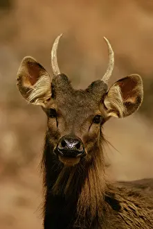 Sambars: Sambar