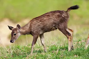Sabah: Sambar