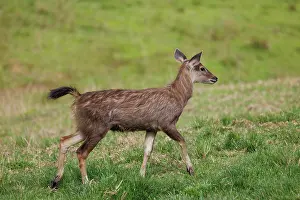 Sabah: Sambar