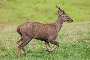 Sabah: Sambar