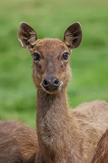 Sabah: Sambar