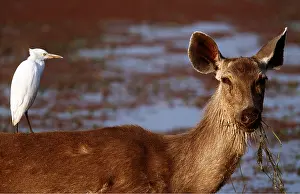 Operation: SAMBAR - Cattle Egret on back, acting as lookout