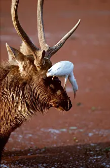 Operation: SAMBAR - cattle egret on head, acting as lookout
