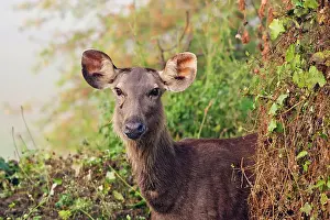 Hinds: Sambar Deer