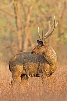 Unicolor: Sambar Deer