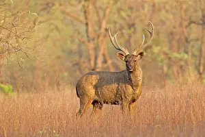Unicolor: Sambar Deer