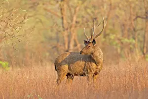 Unicolor: Sambar Deer