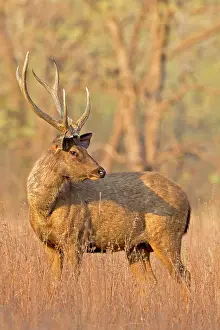 Unicolor: Sambar Deer