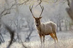 Sawai: Sambar Deer