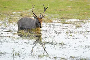 Sawai: Sambar Deer