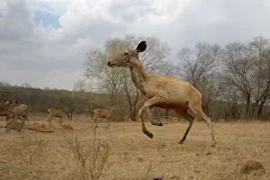 Sawai: Sambar Deer