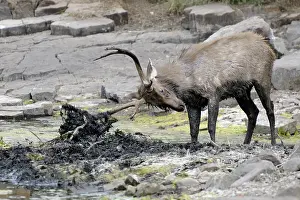 Sawai: Sambar Deer