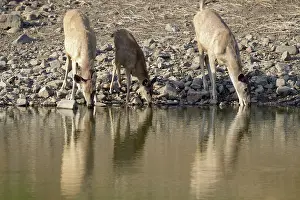Sawai: Sambar Deer