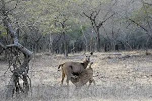Sawai: Sambar Deer