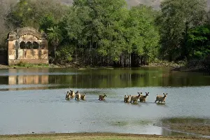 Sawai: Sambar Deer