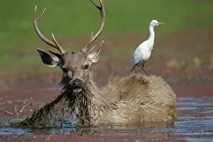 Ardea: Sambar Deer