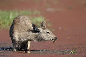 Sawai: Sambar Deer