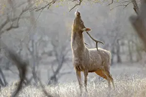 Cervinae: Sambar Deer