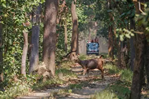 Adulte: Sambar deer