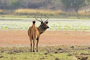 Rusa: Sambar Deer - alert Stag