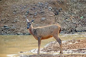 Unicolor: Sambar Deer drinking at the waterhole