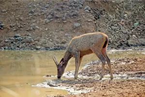 Unicolor: Sambar Deer drinking at the waterhole