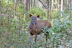 Sambar: Sambar Deer - female